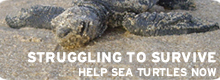 Help sea turtles now!